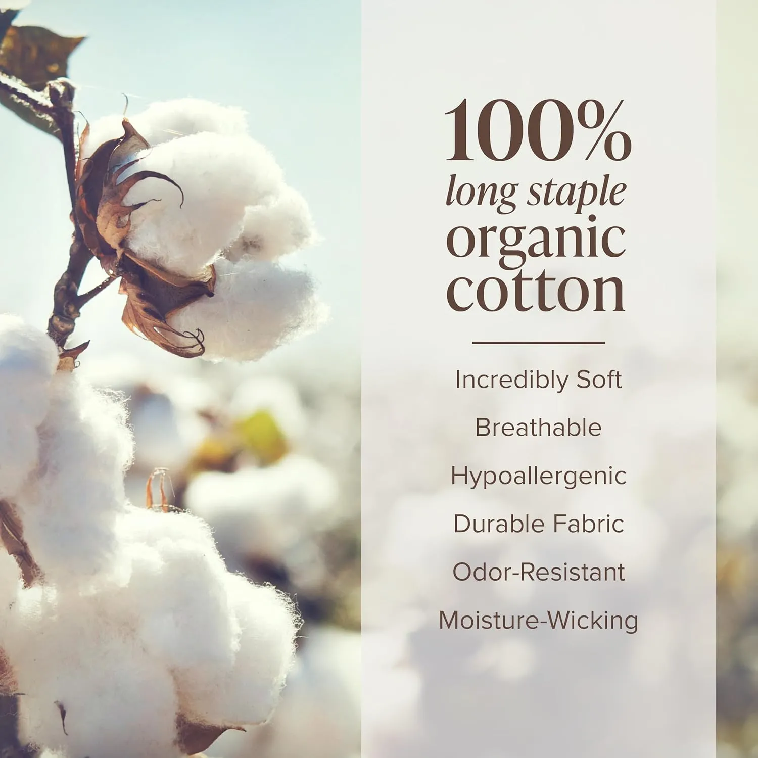 Bare Home 100% Organic Cotton Twin XL Sheet Set - Crisp Percale Weave - 260 Thread Count - Lightweight & Breathable - Bedding Sheets & Pillowcases (Twin XL, Bering Sea)